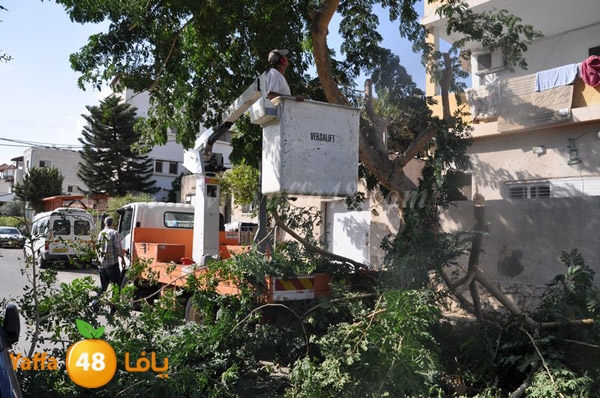 trees lud 1112 (20).JPG